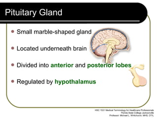 Pituitary Gland

  Small   marble-shaped gland

  Located   underneath brain

  Divided   into anterior and posterior lobes

  Regulated   by hypothalamus



                                 HSC 1531 Medical Terminology for Healthcare Professionals
                                                         Florida State College Jacksonville
                                             Professor: Michael L. Whitchurch, MHS, OT/L
 
