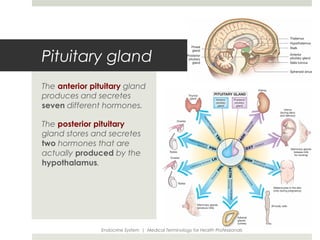 Pituitary gland
The anterior pituitary gland
produces and secretes
seven different hormones.

The posterior pituitary
gland stores and secretes
two hormones that are
actually produced by the
hypothalamus.




                Endocrine System | Medical Terminology for Health Professionals
 