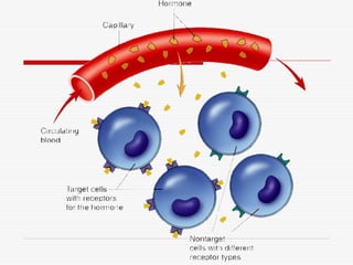 Endocrine system