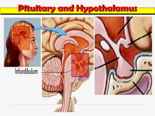 Pituitary and Hypothalamus
Pituitary and Hypothalamus
 