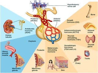 Endocrine system