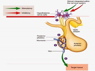 Endocrine system