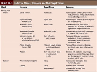 Endocrine system
