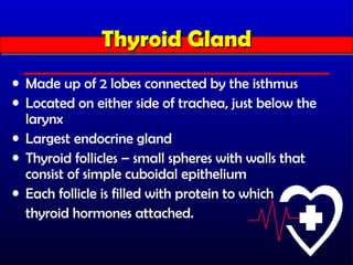 Thyroid Gland
              Thyroid Gland
• Made up of 2 lobes connected by the isthmus
• Located on either side of trachea, just below the
  larynx
• Largest endocrine gland
• Thyroid follicles – small spheres with walls that
  consist of simple cuboidal epithelium
• Each follicle is filled with protein to which
  thyroid hormones attached.
 