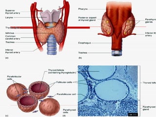 Endocrine system