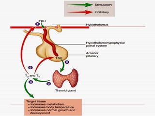 Endocrine system