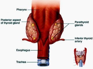 Endocrine system