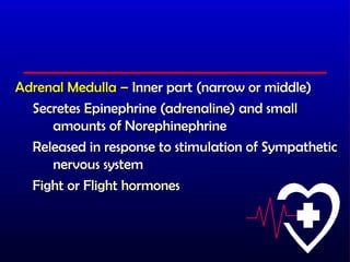 Adrenal Medulla – Inner part (narrow or middle)
  Secretes Epinephrine (adrenaline) and small
     amounts of Norephinephrine
  Released in response to stimulation of Sympathetic
     nervous system
  Fight or Flight hormones
 