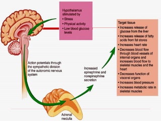 Endocrine system