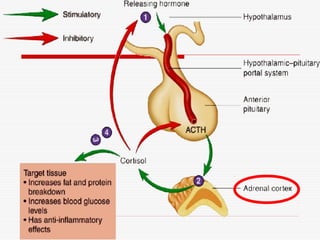 Endocrine system