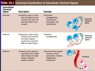 Endocrine system