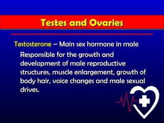 Testes and Ovaries
        Testes and Ovaries
Testosterone – Main sex hormone in male
  Responsible for the growth and
  development of male reproductive
  structures, muscle enlargement, growth of
  body hair, voice changes and male sexual
  drives.
 