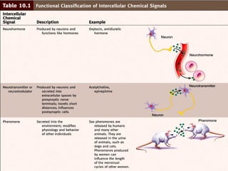 Endocrine system