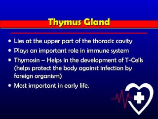 Thymus Gland
              Thymus Gland
• Lies at the upper part of the thoracic cavity
• Plays an important role in immune system
• Thymosin – Helps in the development of T-Cells
  (helps protect the body against infection by
  foreign organism)
• Most important in early life.
 