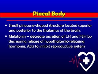 Pineal Body
               Pineal Body
• Small pinecone-shaped structure located superior
  and posterior to the thalamus of the brain.
• Melatonin – decrease secretion of LH and FSH by
  decreasing release of hypothalamic-releasing
  hormones. Acts to inhibit reproductive system
 