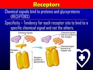 Receptors
                   Receptors
Chemical signals bind to proteins and glycoproteins
   (RECEPTORS)
Specificity – Tendency for each receptor site to bind to a
   specific chemical signal and not the others.
 