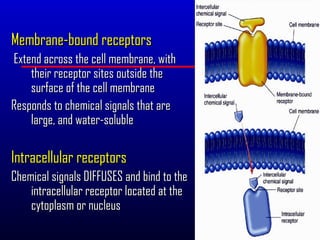 Membrane-bound receptors
Extend across the cell membrane, with
    their receptor sites outside the
    surface of the cell membrane
Responds to chemical signals that are
    large, and water-soluble

Intracellular receptors
Chemical signals DIFFUSES and bind to the
    intracellular receptor located at the
    cytoplasm or nucleus
 