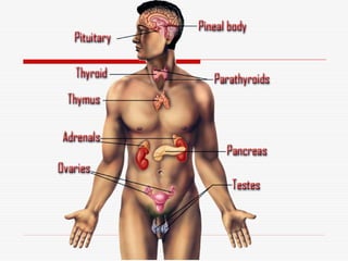 Endocrine system