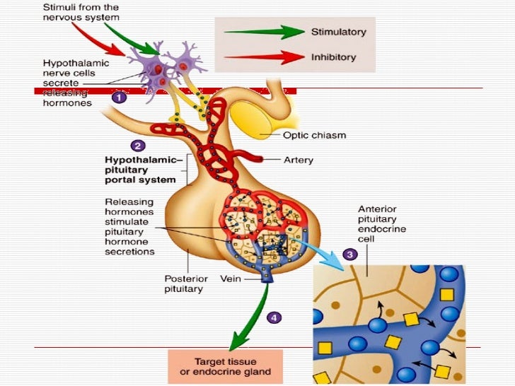 Endocrine system