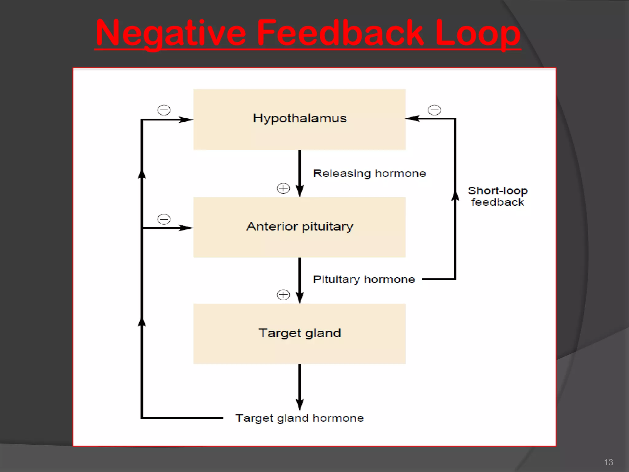 Negative Feedback Loop




                         13
 