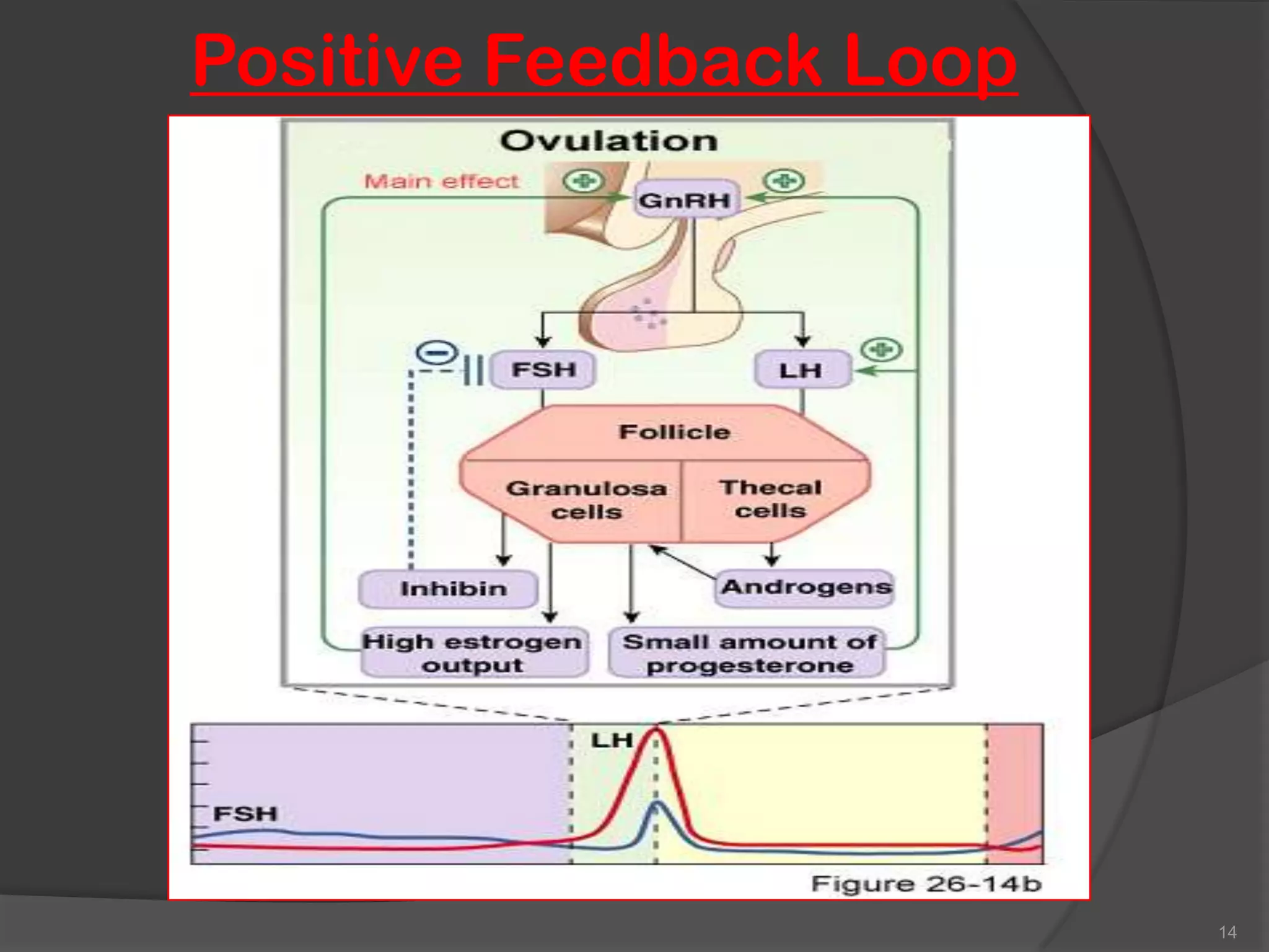 Positive Feedback Loop




                         14
 