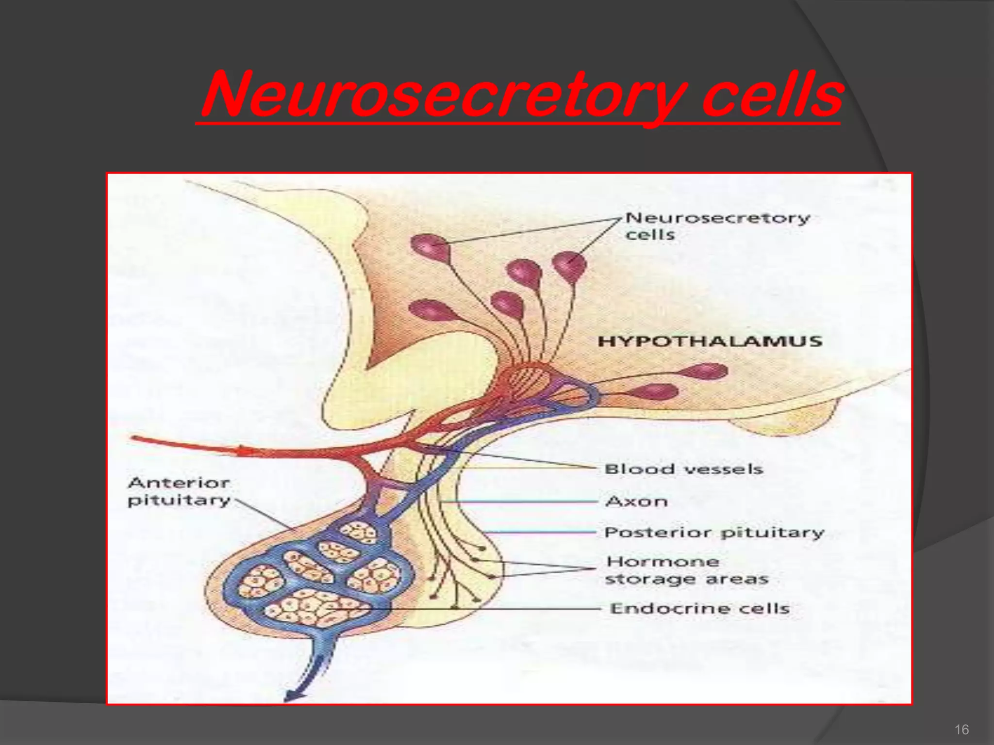Neurosecretory cells




                       16
 