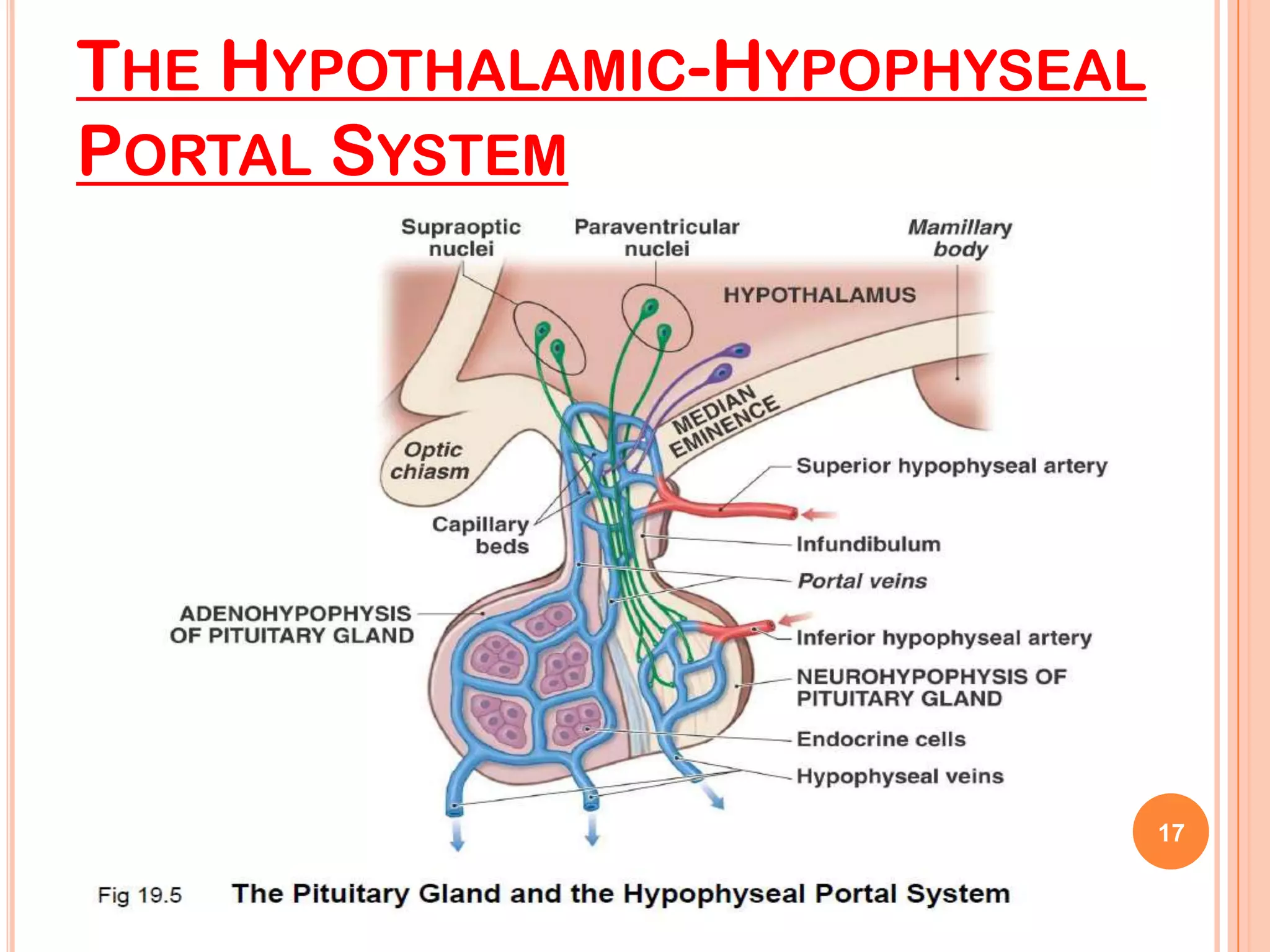 THE HYPOTHALAMIC-HYPOPHYSEAL
PORTAL SYSTEM




                               17
 