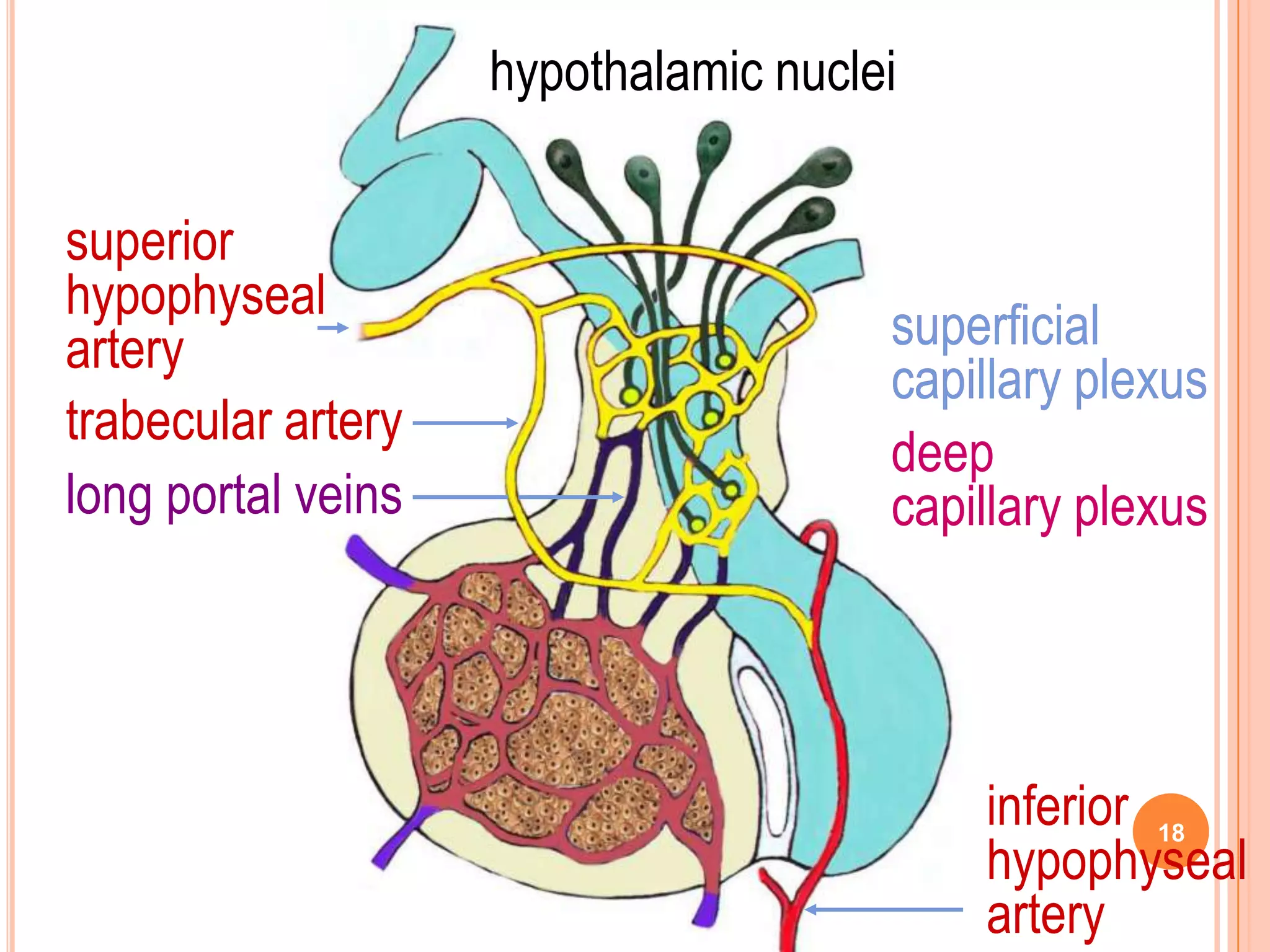 hypothalamic nuclei

superior
hypophyseal
artery                                superficial
                                      capillary plexus
trabecular artery
                                      deep
long portal veins                     capillary plexus




                                          inferior 18
                                          hypophyseal
                                          artery
 