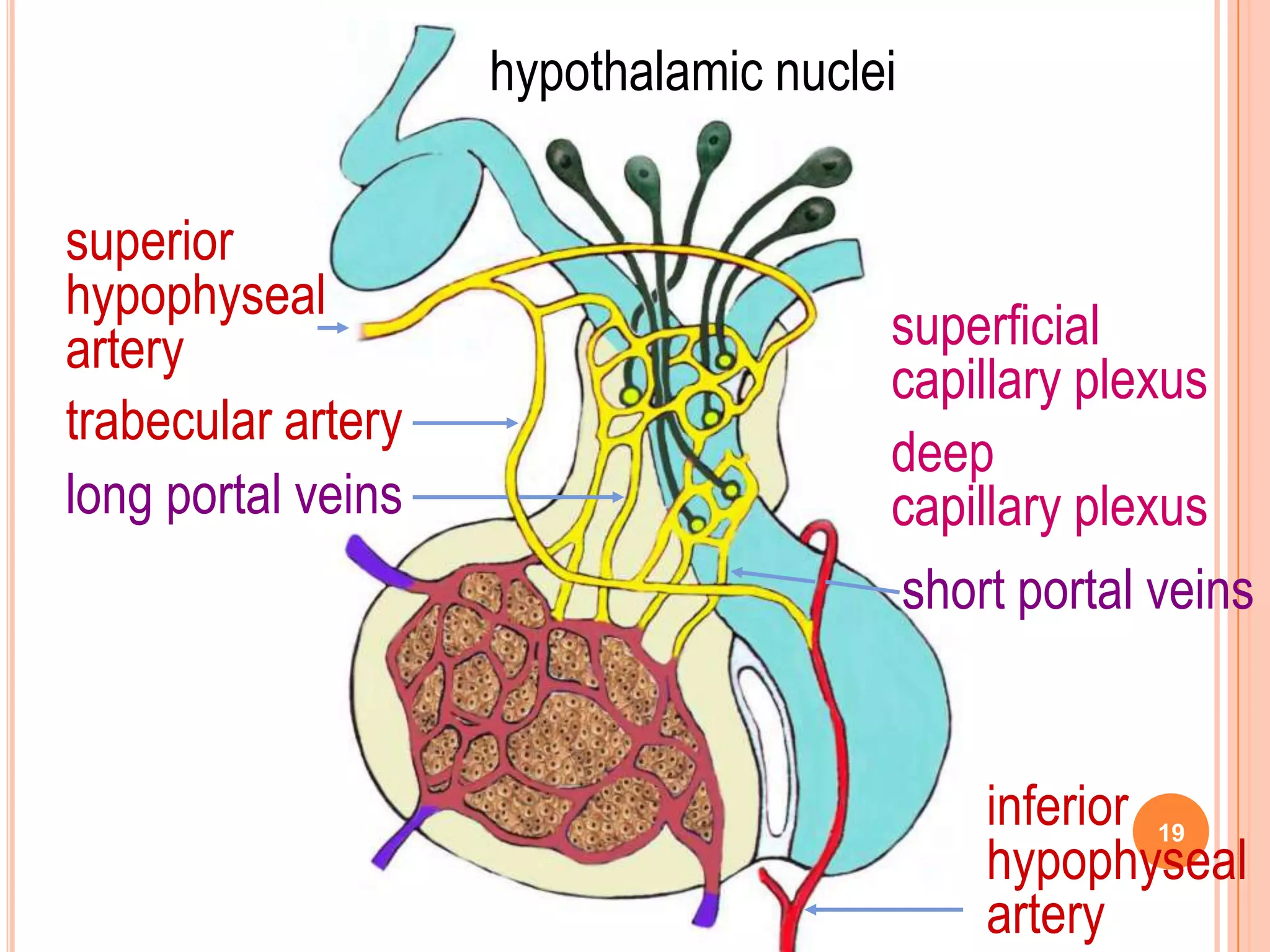 hypothalamic nuclei

superior
hypophyseal
artery                                superficial
                                      capillary plexus
trabecular artery
                                      deep
long portal veins                     capillary plexus
                                      short portal veins


                                          inferior 19
                                          hypophyseal
                                          artery
 