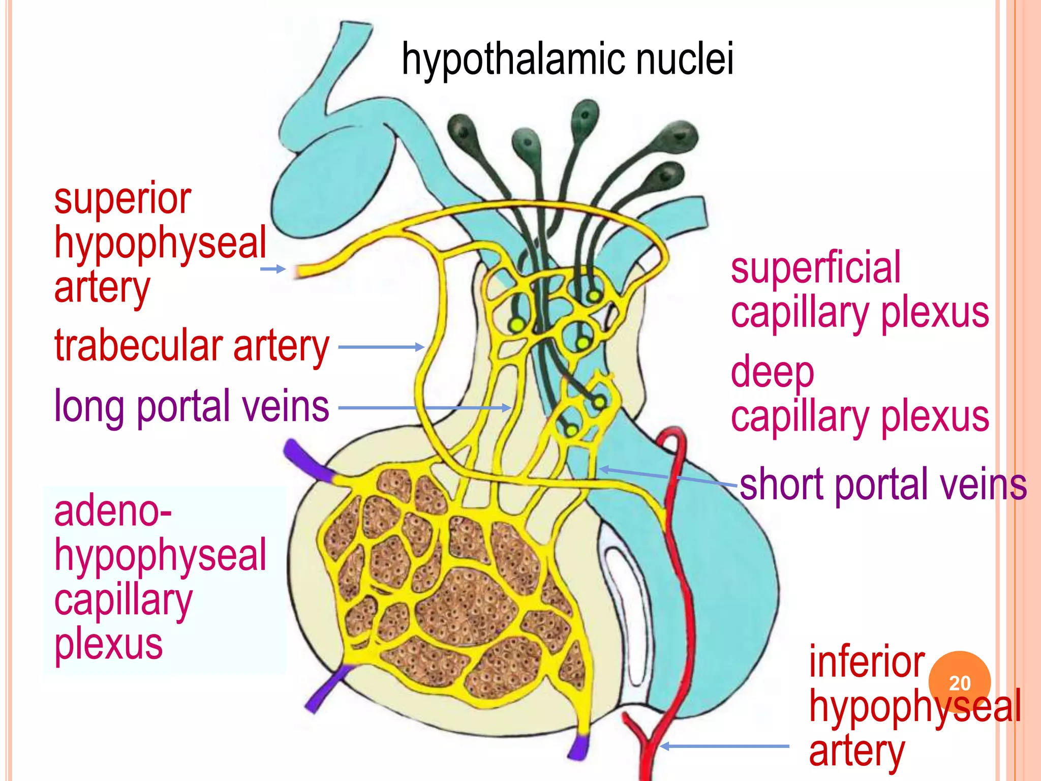 hypothalamic nuclei

superior
hypophyseal
artery                                superficial
                                      capillary plexus
trabecular artery
                                      deep
long portal veins                     capillary plexus
                                      short portal veins
adeno-
secondary
hypophyseal
capillary
plexus
capillary
plexus                                    inferior 20
                                          hypophyseal
                                          artery
 