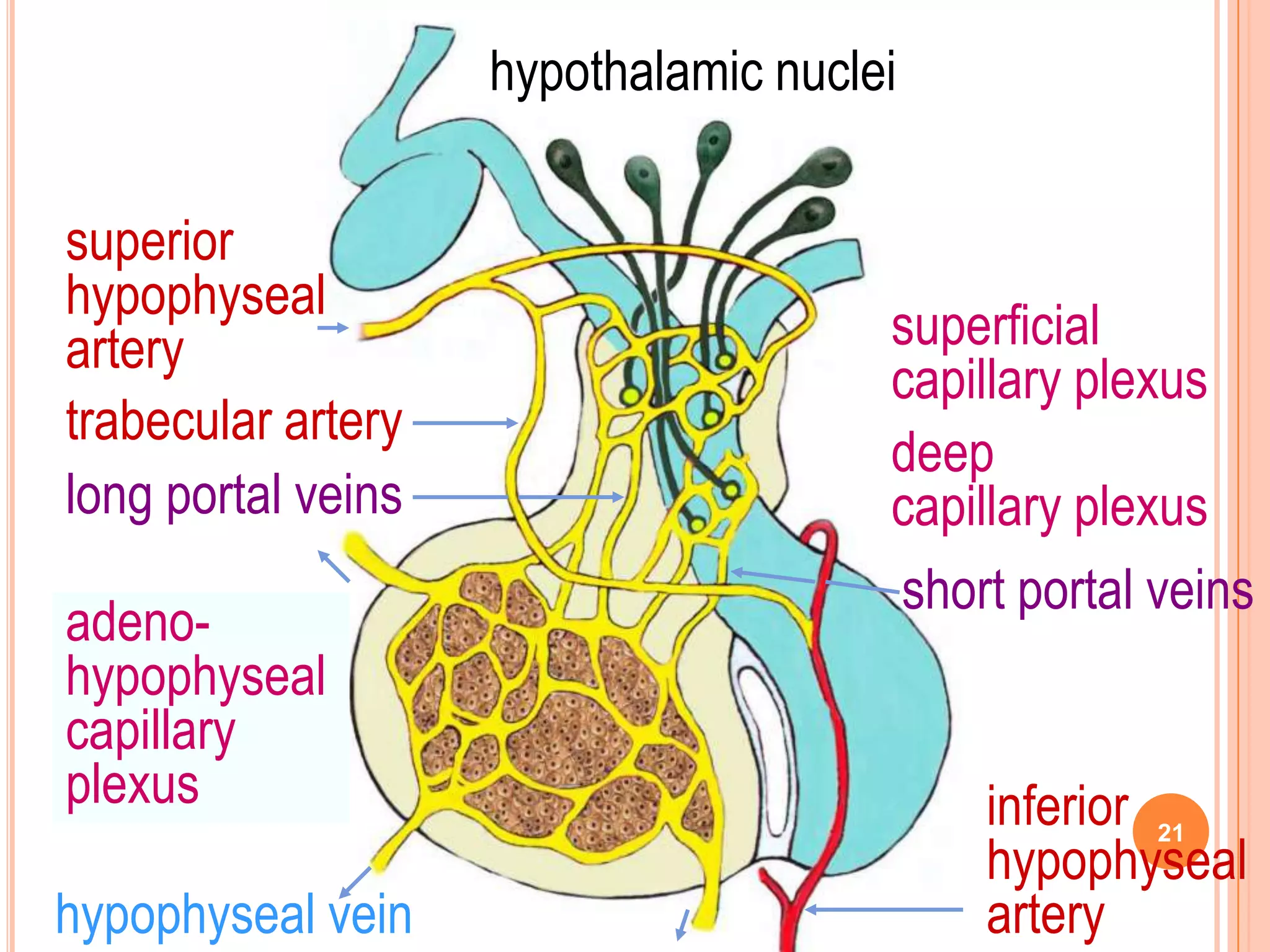 hypothalamic nuclei

superior
hypophyseal
artery                                superficial
                                      capillary plexus
trabecular artery
                                      deep
long portal veins                     capillary plexus
                                      short portal veins
adeno-
hypophyseal
capillary
plexus                                    inferior 21
                                          hypophyseal
hypophyseal vein                          artery
 