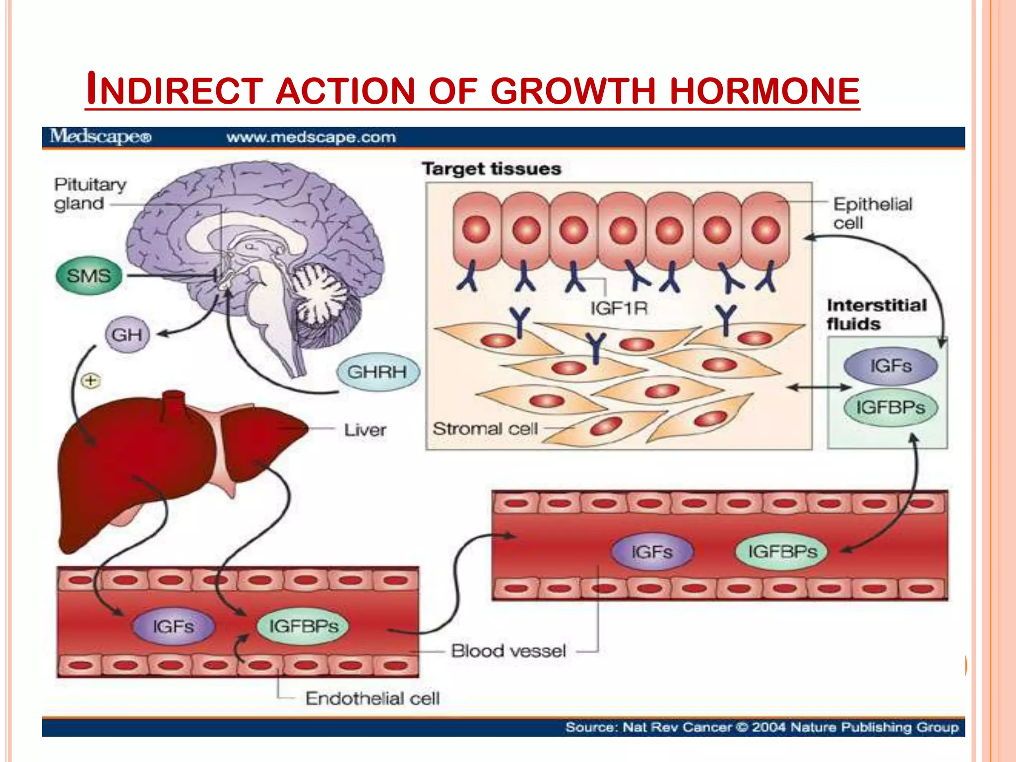 INDIRECT ACTION OF GROWTH HORMONE




                                    28
 