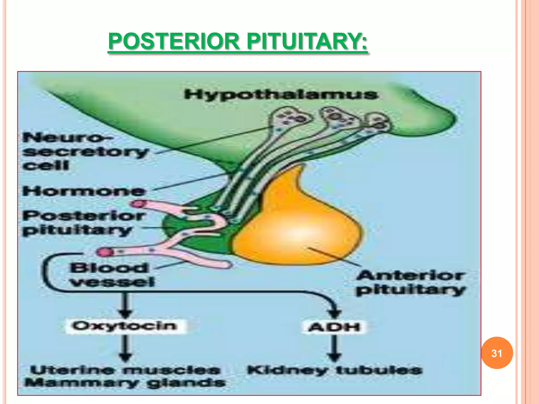 POSTERIOR PITUITARY:




                       31
 
