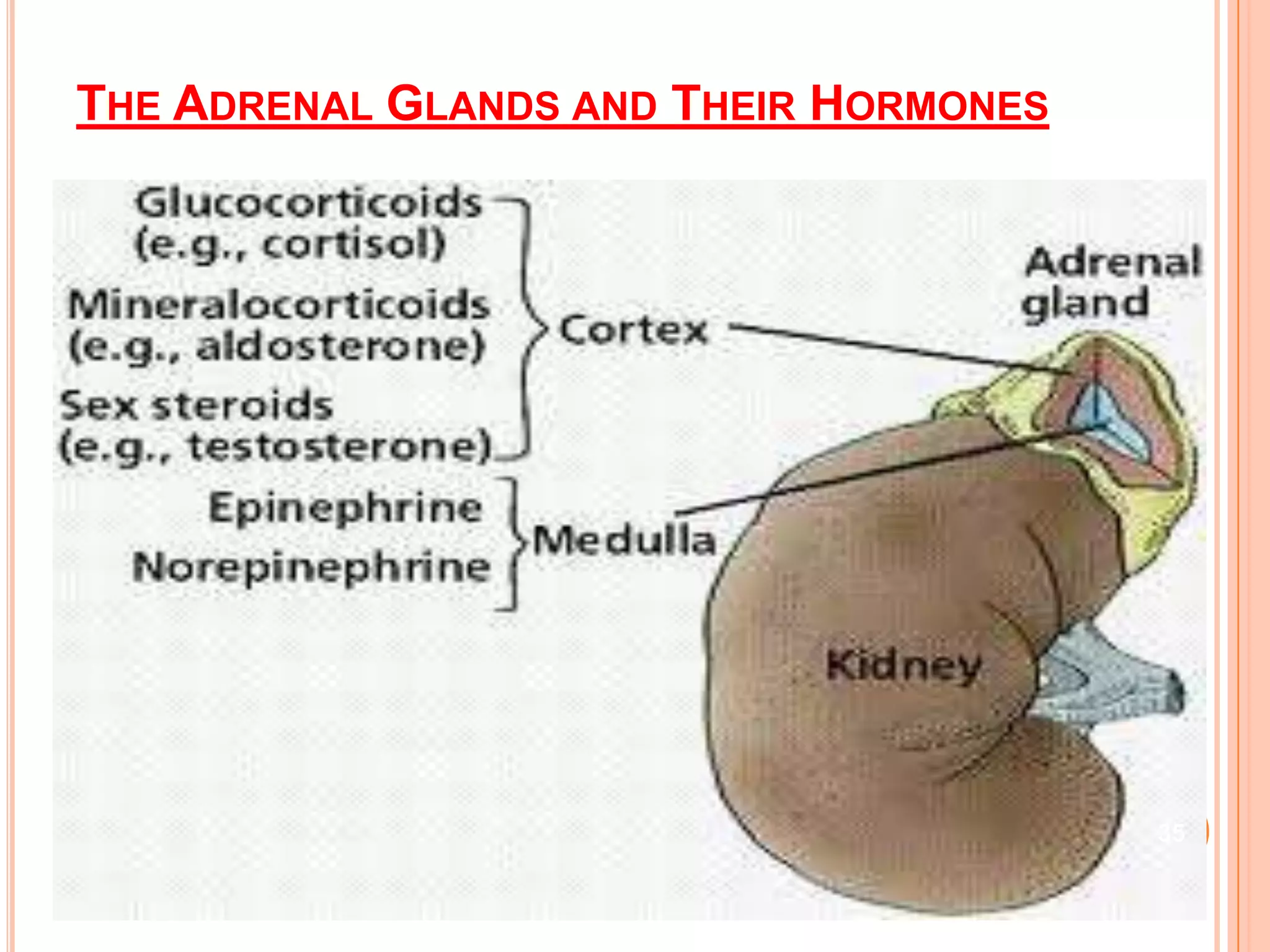 THE ADRENAL GLANDS AND THEIR HORMONES




                                        35
 