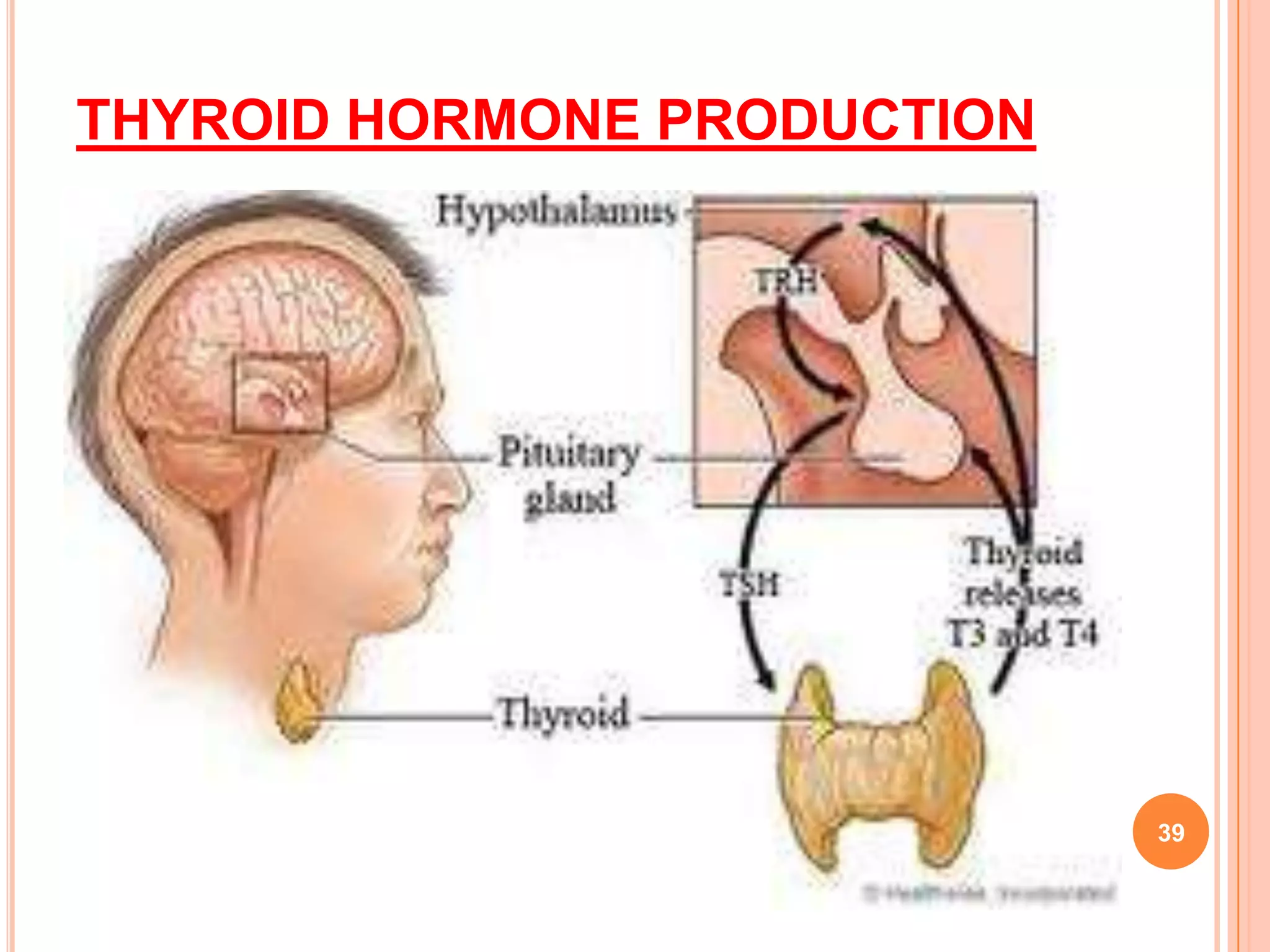THYROID HORMONE PRODUCTION




                             39
 