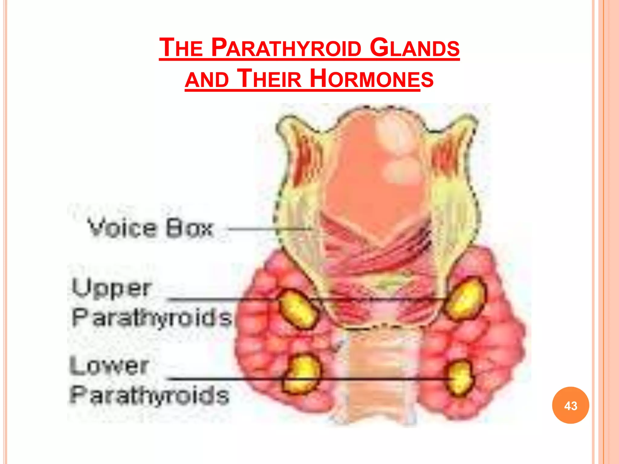 THE PARATHYROID GLANDS
  AND THEIR HORMONES




                         43
 