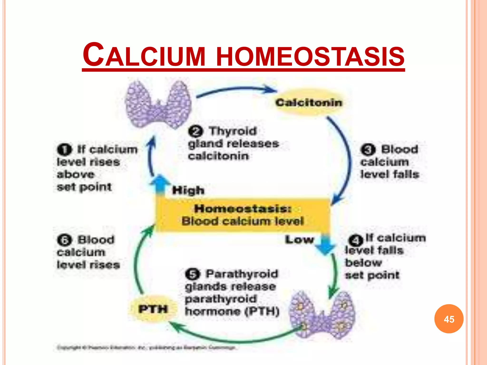 CALCIUM HOMEOSTASIS




                      45
 