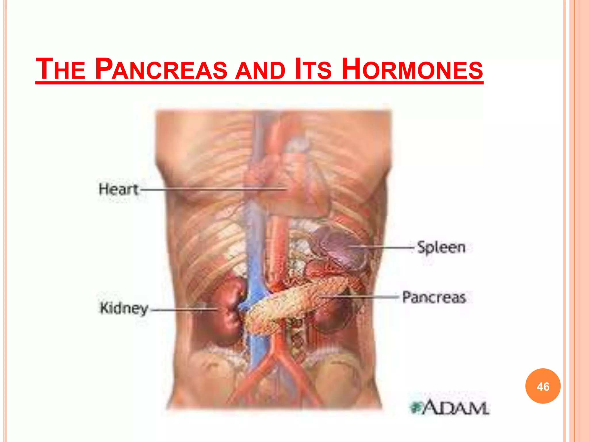 THE PANCREAS AND ITS HORMONES




                                46
 