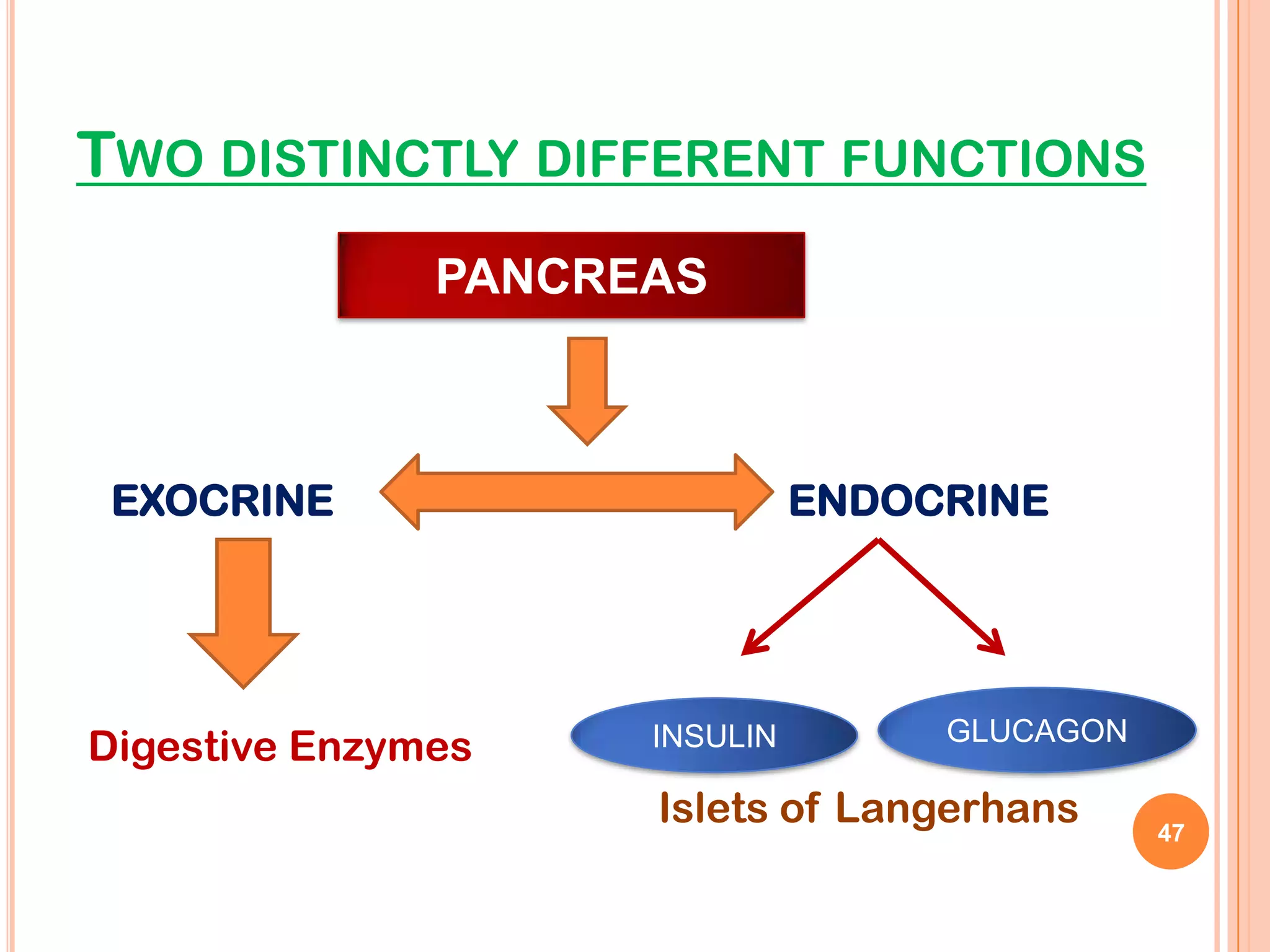 TWO DISTINCTLY DIFFERENT FUNCTIONS
               PANCREAS



 EXOCRINE                      ENDOCRINE




                                    GLUCAGON
Digestive Enzymes    INSULIN

                     Islets of Langerhans      47
 
