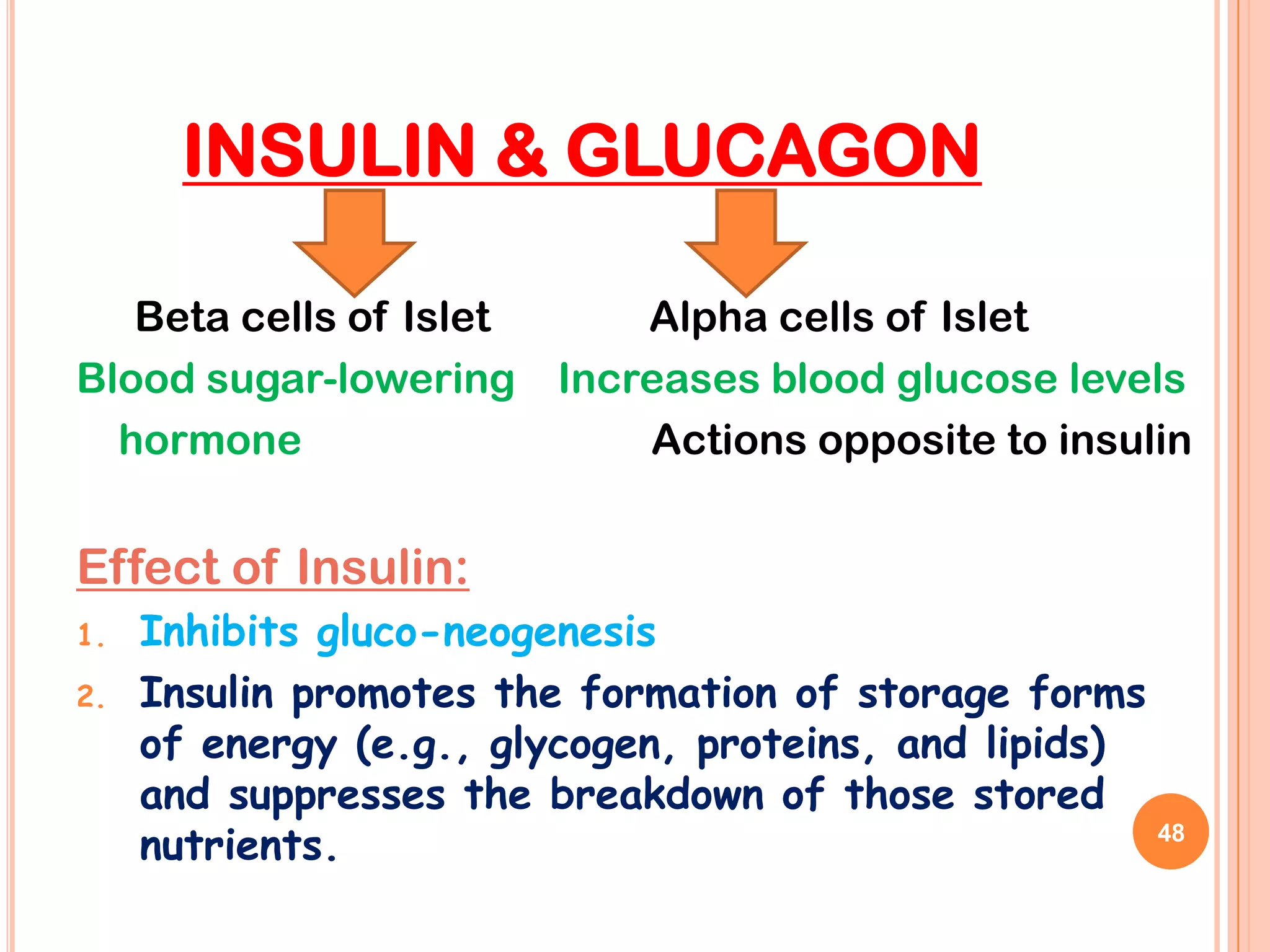 INSULIN & GLUCAGON

   Beta cells of Islet   Alpha cells of Islet
Blood sugar-lowering Increases blood glucose levels
  hormone                Actions opposite to insulin


Effect of Insulin:
1.   Inhibits gluco-neogenesis
2.   Insulin promotes the formation of storage forms
     of energy (e.g., glycogen, proteins, and lipids)
     and suppresses the breakdown of those stored
     nutrients.                                       48
 