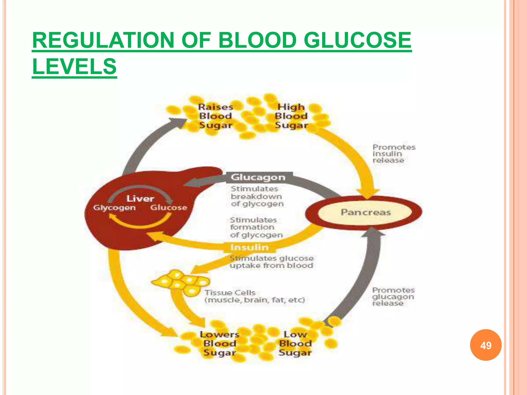 REGULATION OF BLOOD GLUCOSE
LEVELS




                              49
 