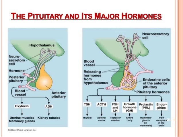 Endocrine system
