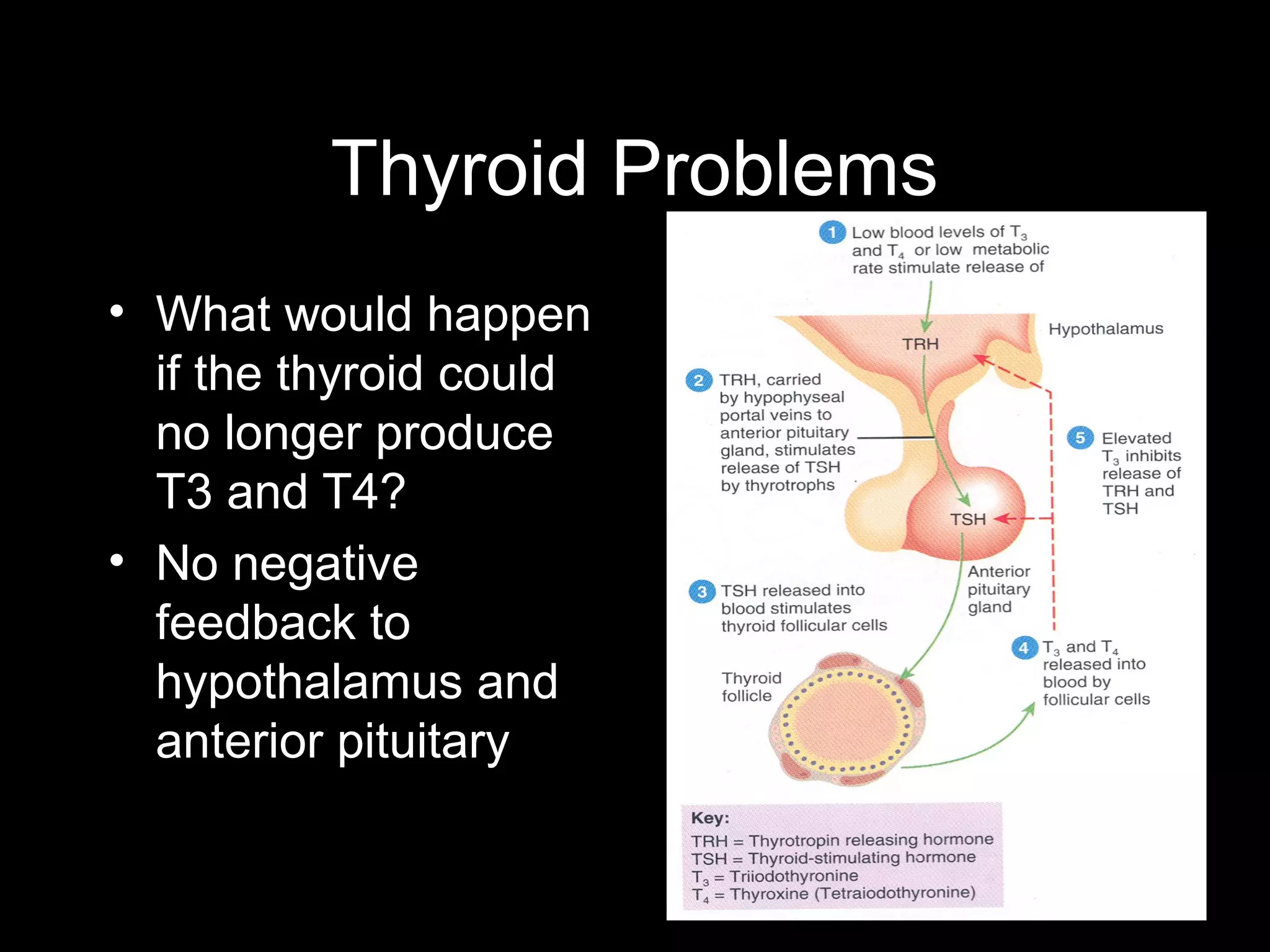 Thyroid Problems
• What would happen
  if the thyroid could
  no longer produce
  T3 and T4?
• No negative
  feedback to
  hypothalamus and
  anterior pituitary
 