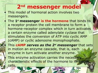 Endocrine System | PDF