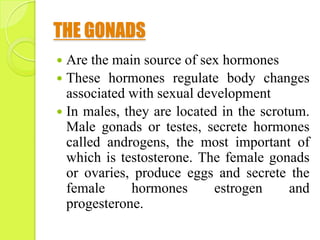 THE GONADS
 Are the main source of sex hormones
 These hormones regulate body changes
associated with sexual development
 In males, they are located in the scrotum.
Male gonads or testes, secrete hormones
called androgens, the most important of
which is testosterone. The female gonads
or ovaries, produce eggs and secrete the
female hormones estrogen and
progesterone.
 