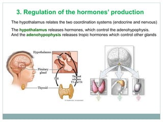 3. Regulation of the hormones’ production
The hypothalamus relates the two coordination systems (endocrine and nervous)
The hypothalamus releases hormones, which control the adenohypophysis.
And the adenohypophysis releases tropic hormones which control other glands
 