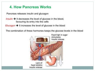 4. How Pancreas Works
Pancreas releases insulin and glucagon
Insulin  It decreases the level of glucose in the blood,
favouring its entry into the cells
Glucagon  It increases the level of glucose in the blood
The combination of these hormones keeps the glucose levels in the blood
 