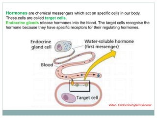 Hormones are chemical messengers which act on specific cells in our body.
These cells are called target cells.
Endocrine glands release hormones into the blood. The target cells recognise the
hormone because they have specific receptors for their regulating hormones.
Video: EndocrineSytemGeneral
 