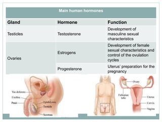 Main human hormones
Gland Hormone Function
Testicles Testosterone
Development of
masculine sexual
characteristics
Ovaries
Estrogens
Development of female
sexual characteristics and
control of the ovulation
cycles
Progesterone
Uterus’ preparation for the
pregnancy
 