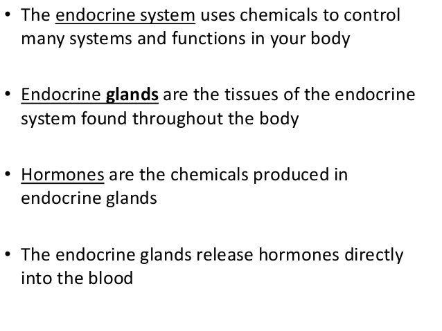 Endocrine system